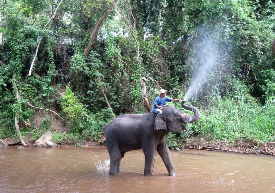 Lampang Mahout Training & Homestay