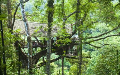 Tree-top Living in Chiang Mai – 3 Days/2 Nights